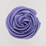 purple buttercream rose piped on to a muffin using the gobake violet gel colour